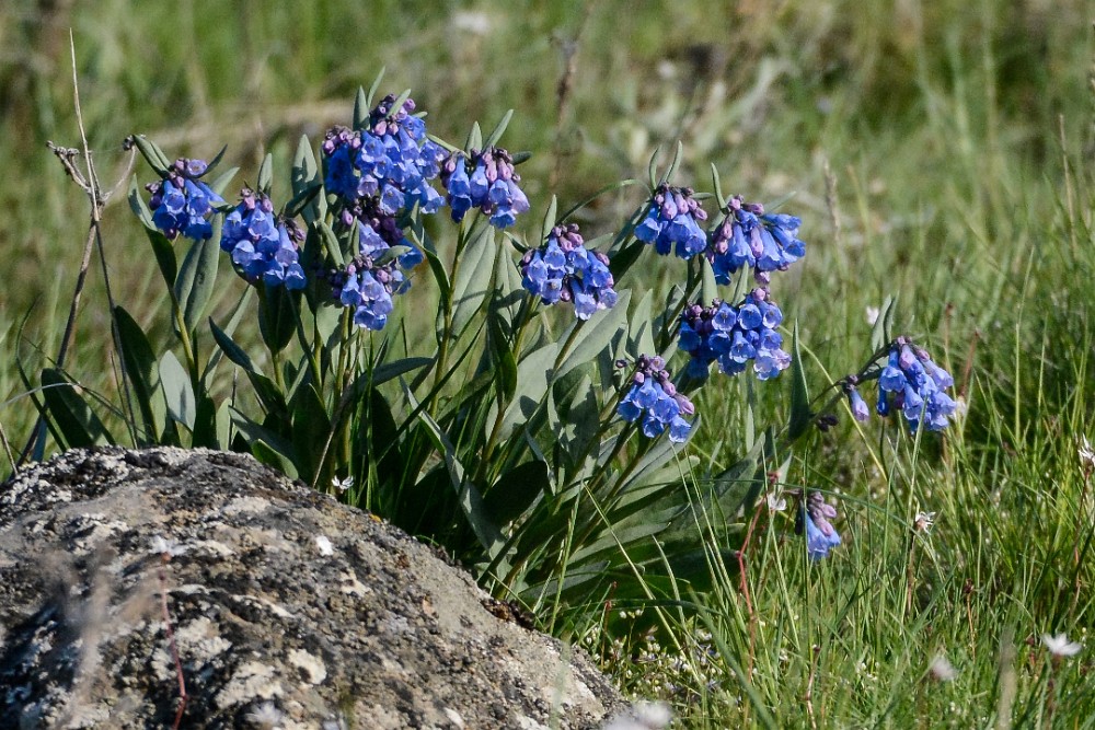 Trumpet bluebells