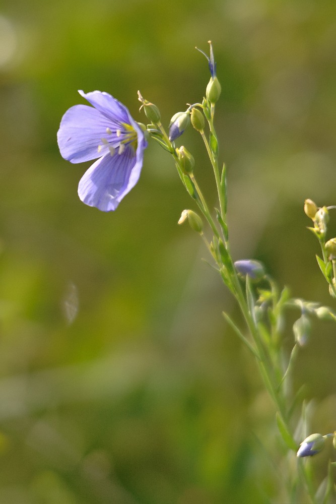 Western blue flax