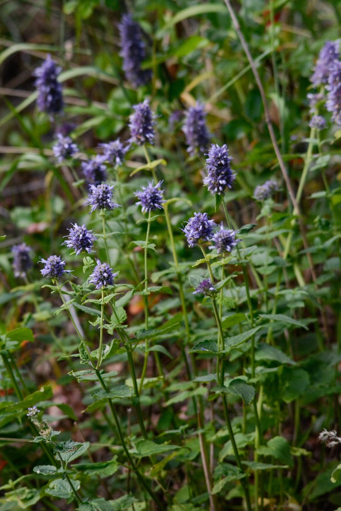 Western giant-hyssop (2)