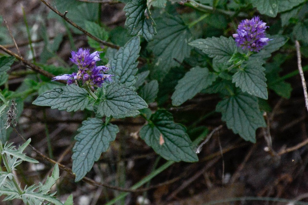 Western giant-hyssop