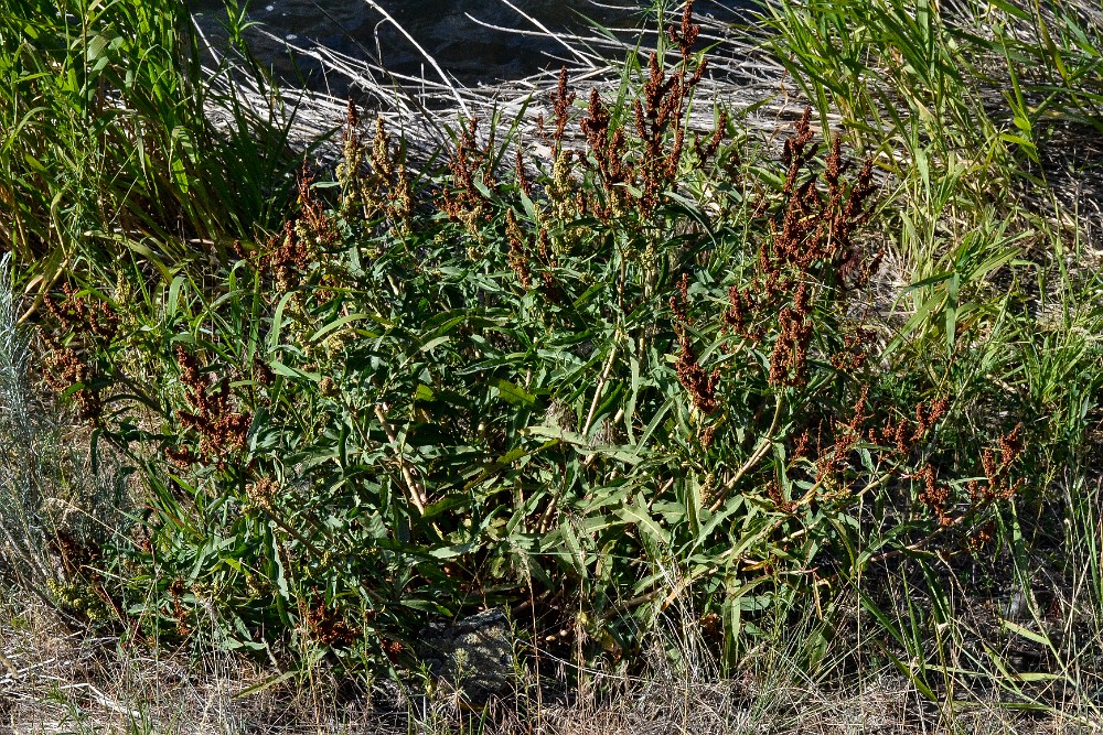 Willow dock - Rumex salicifolius