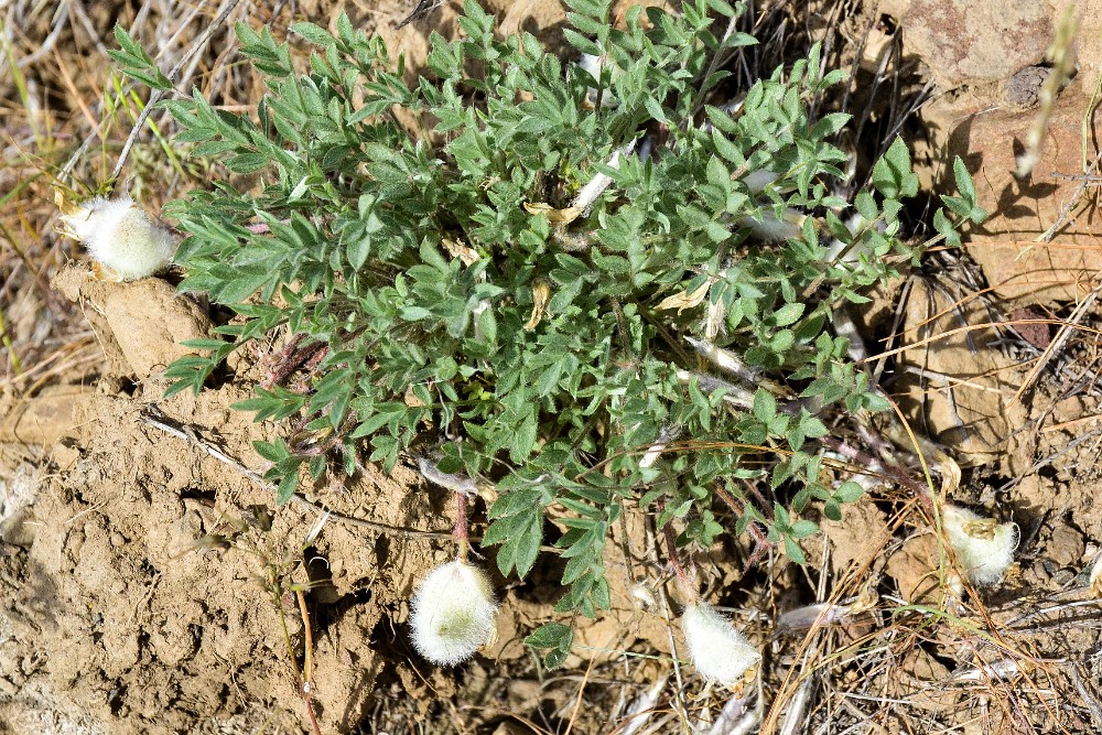 Woollypod milk-vetch (1)