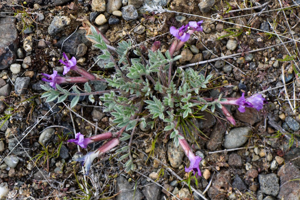 Woollypod milk-vetch