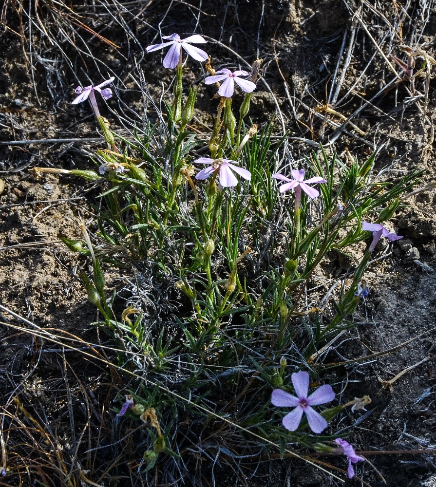 long-leaf phlox - Phlox longifolia