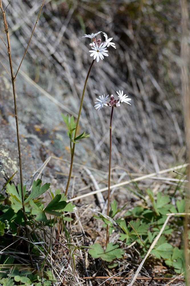 smallflower woodland star - Lithophragma parviflorum