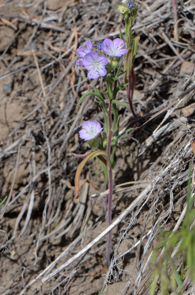 thread-leaf phacelia -  Phacelia linearis (2)