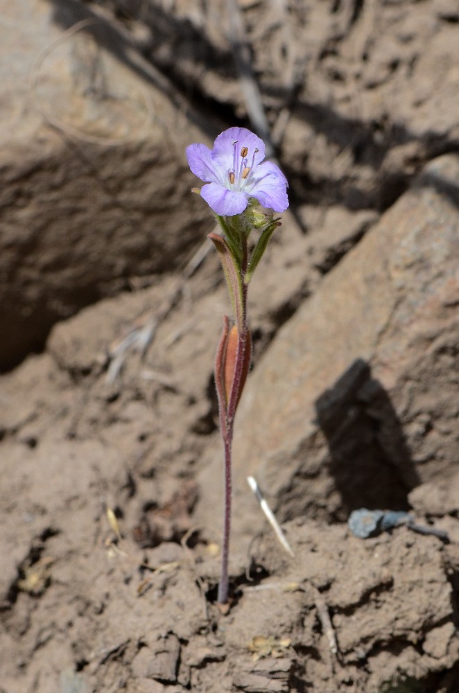 thread-leaf phacelia -  Phacelia linearis