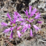 Allium-acuminatum Taper-tip-onion 5