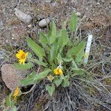 Arrowleaf balsamroot - Balsamorhiza sagittata (3)