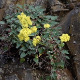 Arrowleaf buckwheat with yellow flowers