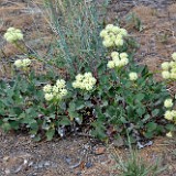 Arrowleaf buckwheat