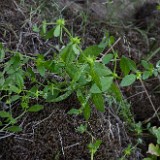 Asperugo procumbens - Catchweed, madwort (introduced) (2)