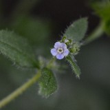 Asperugo procumbens - Catchweed, madwort (introduced)