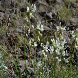 Astragalus reventiformis - Yakima milk-vetch1