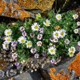 Basalt daisy