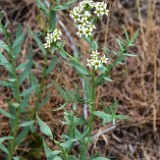 Bastard toadflax