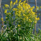 Bitter wintercress - Barbarea vulgaris