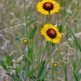 Blanket Flower (2)