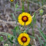 Blanket Flower