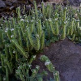 Branching phacelia