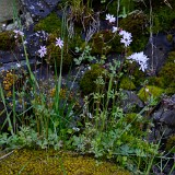 Bulbous woodlandstar - Lithophragma glabrum (3)