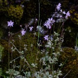 Bulbous woodlandstar - Lithophragma glabrum (4)