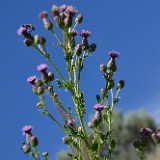 Canada thistle