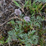 Canby's desert-parsley