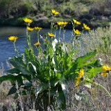 Carey's balsamroot (4)