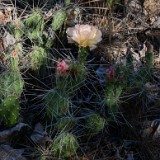 Columbia prickly-pear (2)