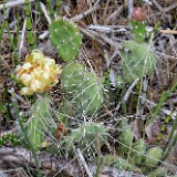 Columbia prickly-pear (3)