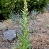 Common mullein