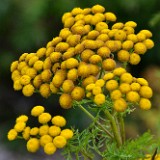 Common tansy