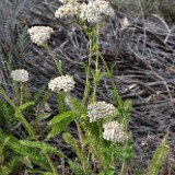 Common yarrow