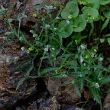 Cryptantha (3)