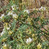 Curve-pod milk-vetch