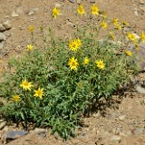 Cusick's sunflower-Douglas' Sunflower (2)