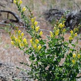 Dalmation toadflax - Linaria dalmatica (introduced)