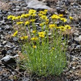 Desert yellow daisy - Erigeron linearis