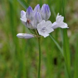 Douglas' brodiaea