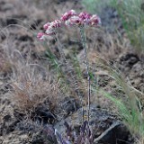 Eriogonum strictum var. proliferum - strict buckwheat4