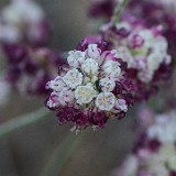 Eriogonum strictum var. proliferum - strict buckwheat5