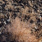 Fern-leaf biscuitroot - Lomatium dissectum (2)