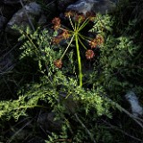 Fern-leaf biscuitroot