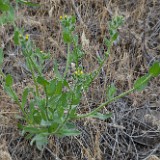 Fiddleneck - Amsinckia (2)