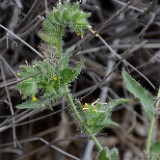 Fiddleneck - Amsinckia (3)