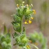 Fiddleneck - Amsinckia