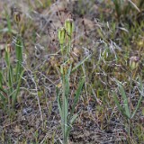 Fritillaria pudica - Yellow fritillary3