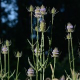 Fuller's-teasel (4)