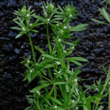 Galium aparine